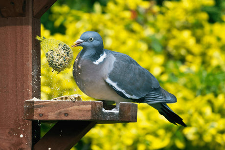 How To Stop Pigeons Eating Your Bird Food