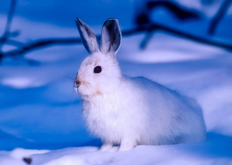 What to Feed Your Rabbit in Winter | The Best Winter Foods for Rabbits