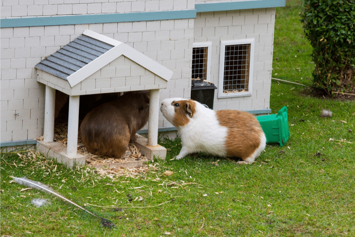 Guinea Pig Cage Size| How Big should your Cavy's Cage Be?