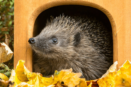 How To Make A Hedgehog Home