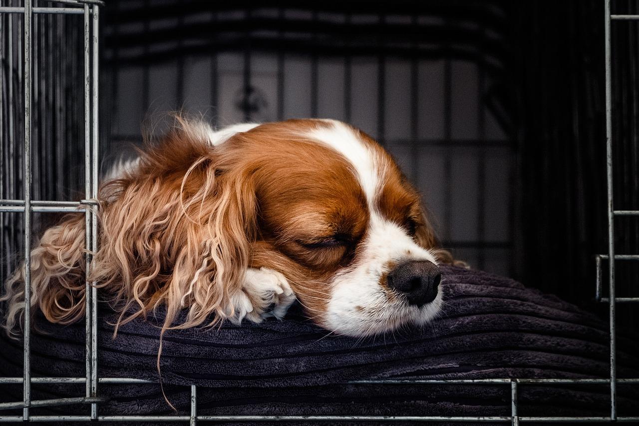 The Best Ways To Teach Your Dog To Love The Crate.