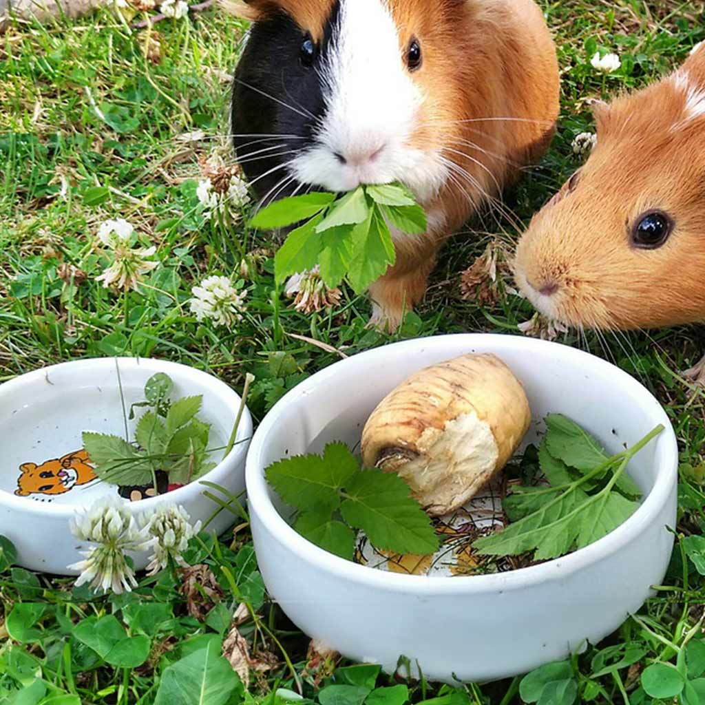 Guinea Pig Accessories