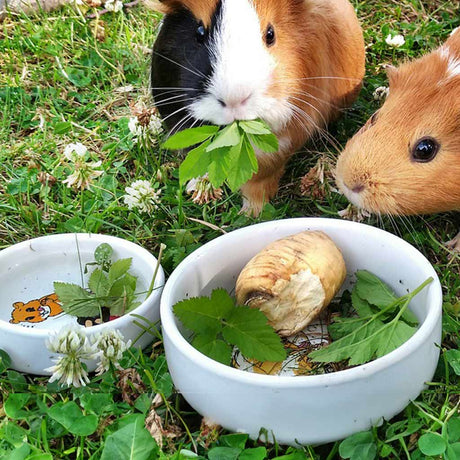Guinea Pig Accessories