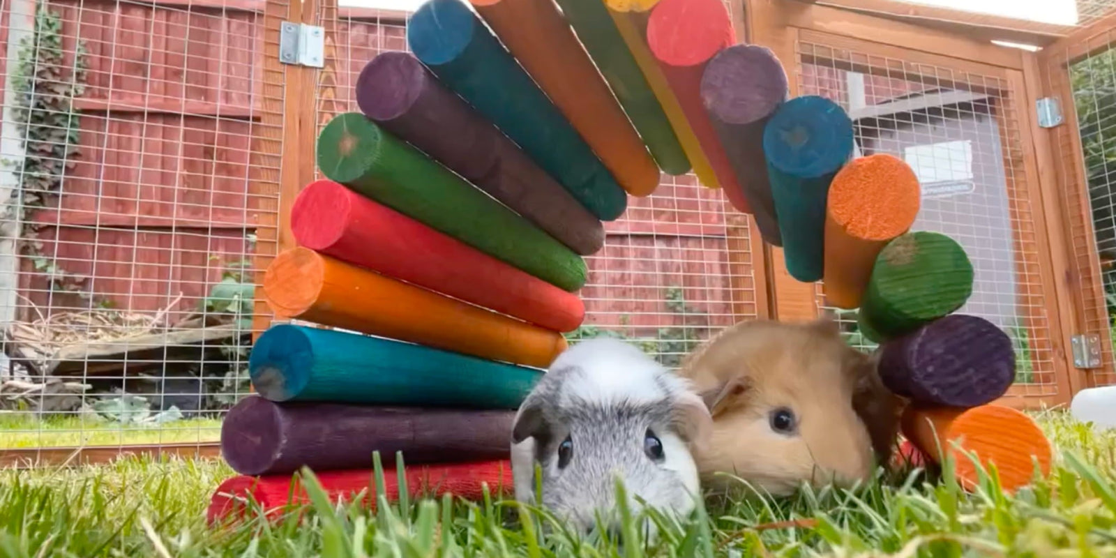 Guinea Pig Hutch Accessories