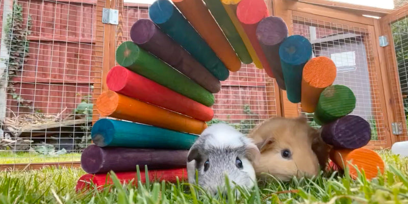 Guinea Pig Hutch Accessories