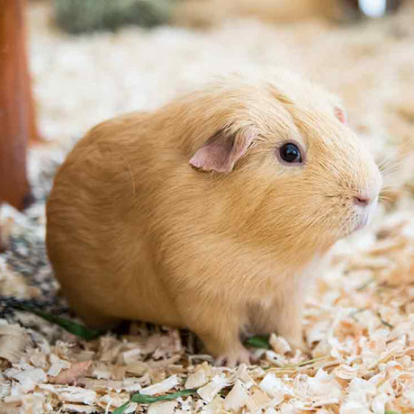 Guinea Pig Hutch Accessories