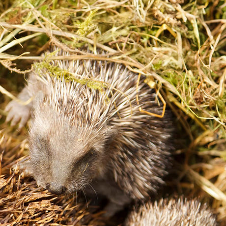 Hedgehog House Bedding