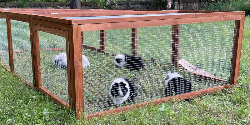 How Do You Dig Proof a Rabbit Run Enclosure? – Home & Roost