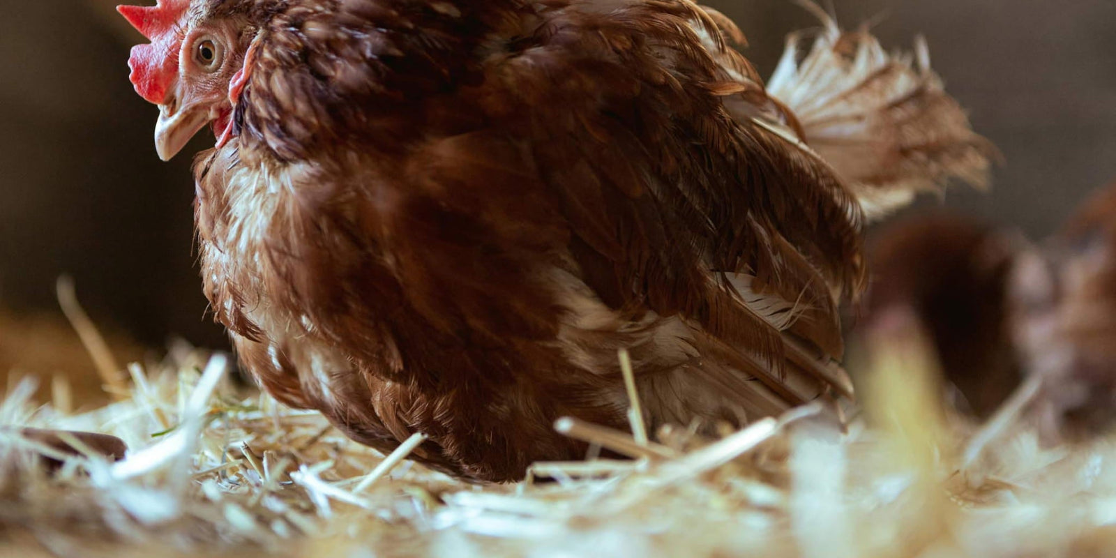 Chicken Accessories