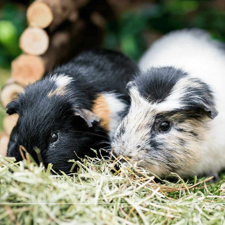 Guinea Pig Food and Hay