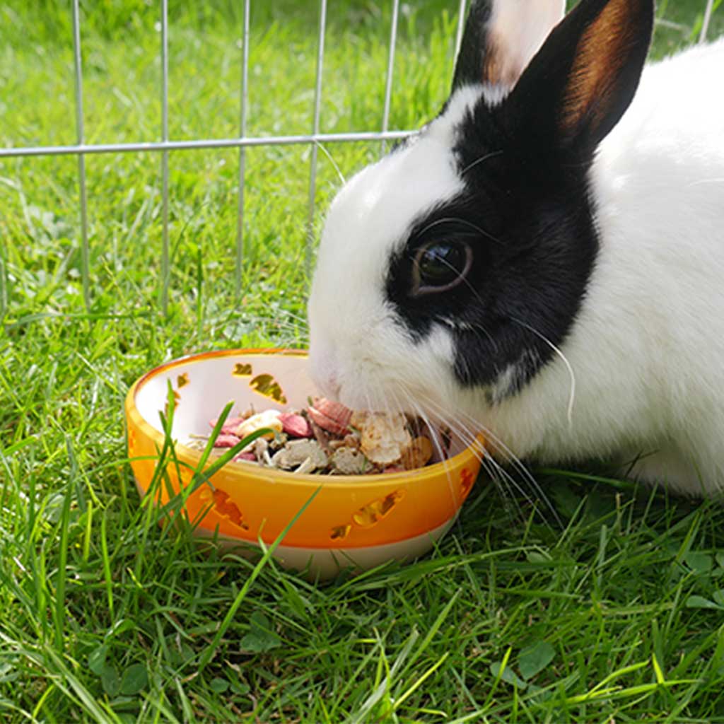 Rabbit Feeding Equipment