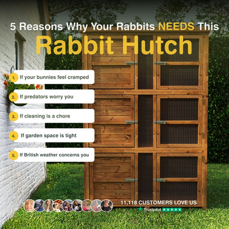 Wooden rabbit hutch with text listing reasons why rabbits need one, set against a grassy background.