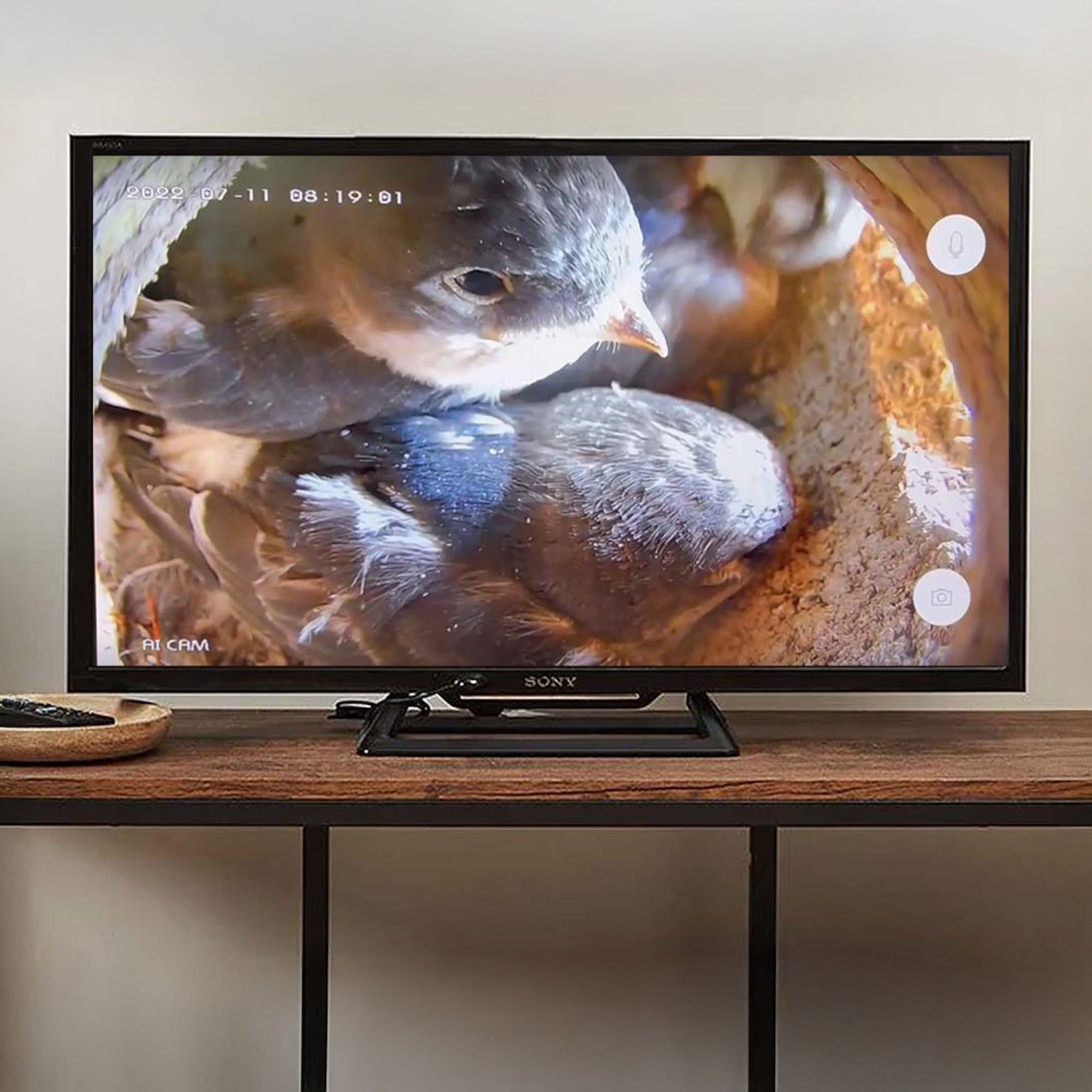 Cable Connection Bird Box & Wildlife Camera