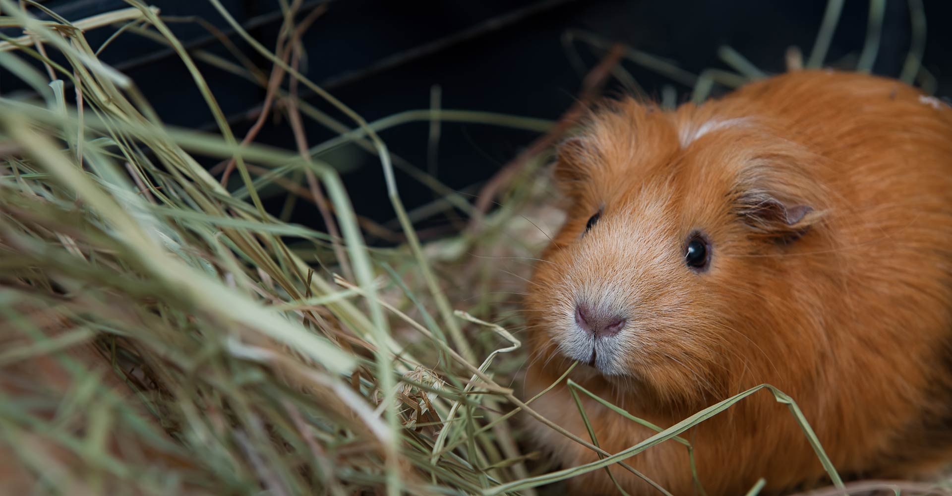 Guinea Pig Bedding