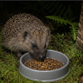 Home & Roost Shallow Hedgehog Feeding Dish 5"