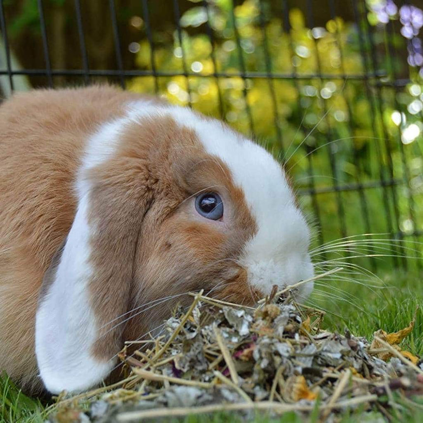Naturals Summer Harvest 150g | Treat Your Pets With The Taste Of Summer - Home & Roost