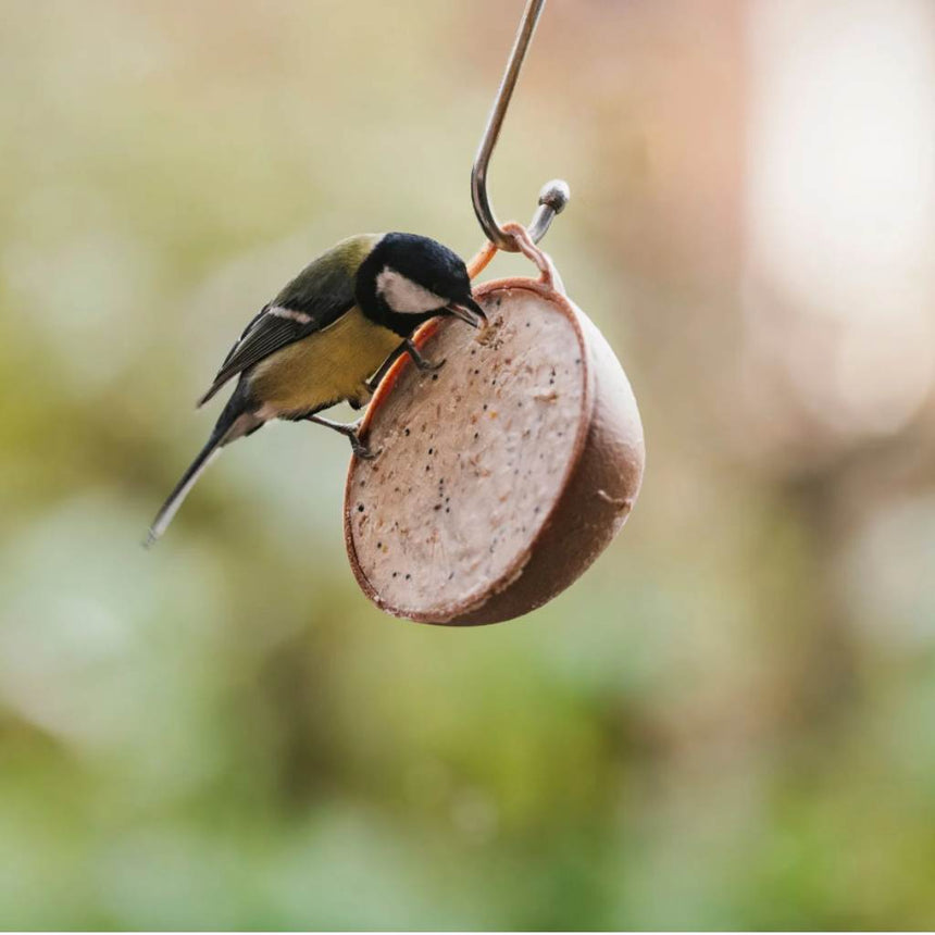 Gardman Coco-Not Wild Bird Feeder