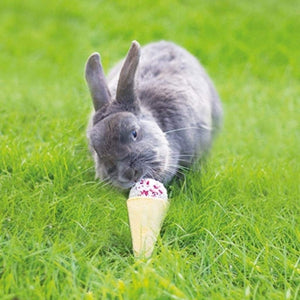 Naturals Raspberry 'n' Coconut Cone | Spoil Your Pet With This Incredibly 'Cool' Ice-Cream Treat - Home & Roost