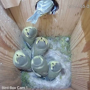 Solar Powered WiFi Bird Box HD Camera Complete Pack
