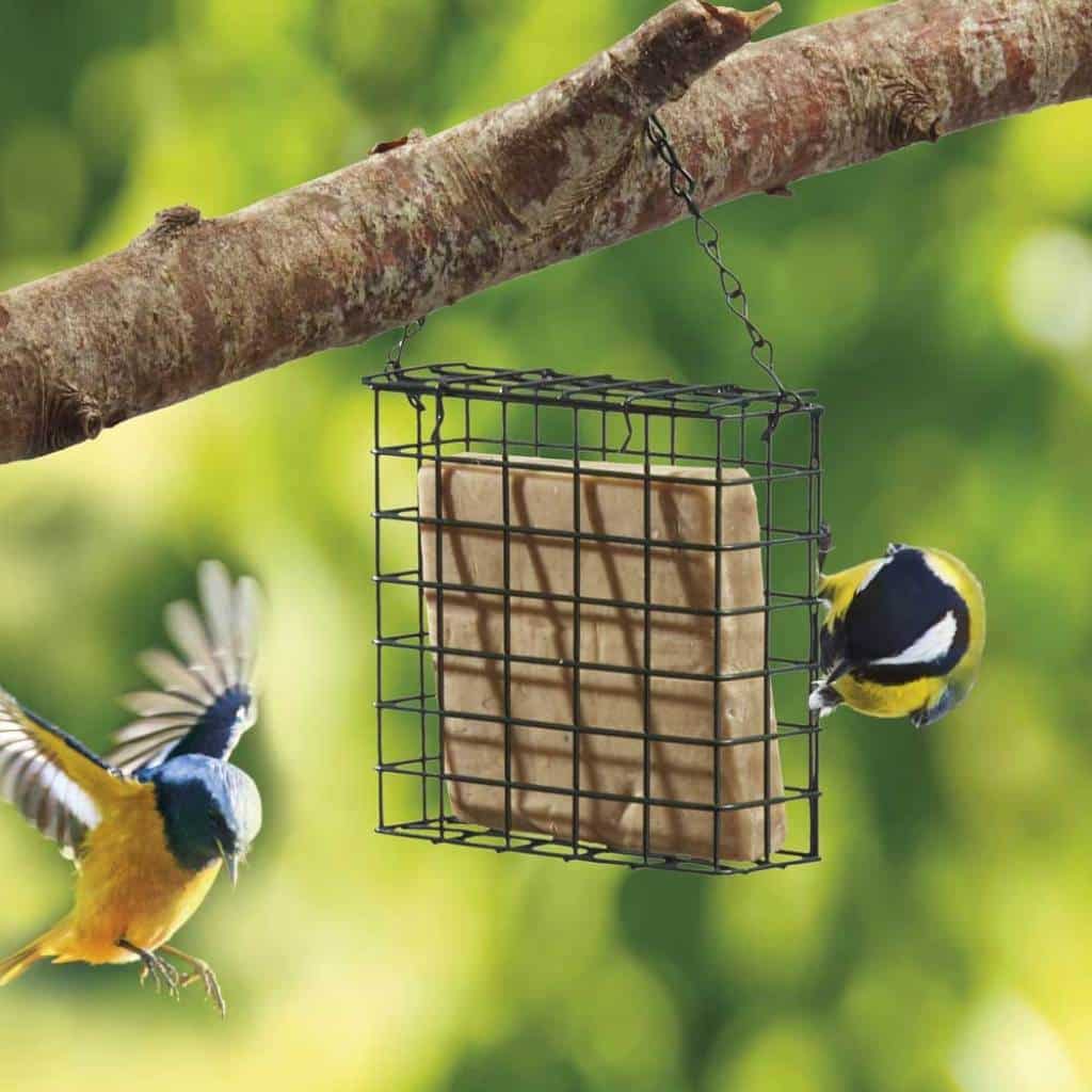 Supa Suet Block Feeder For Wild Birds | Hang Or Mount To A Fence Or Wall