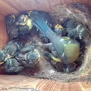 WiFi Bird Box & Wildlife Habitat HD Camera