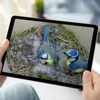 WiFi Bird Box & Wildlife Habitat HD Camera