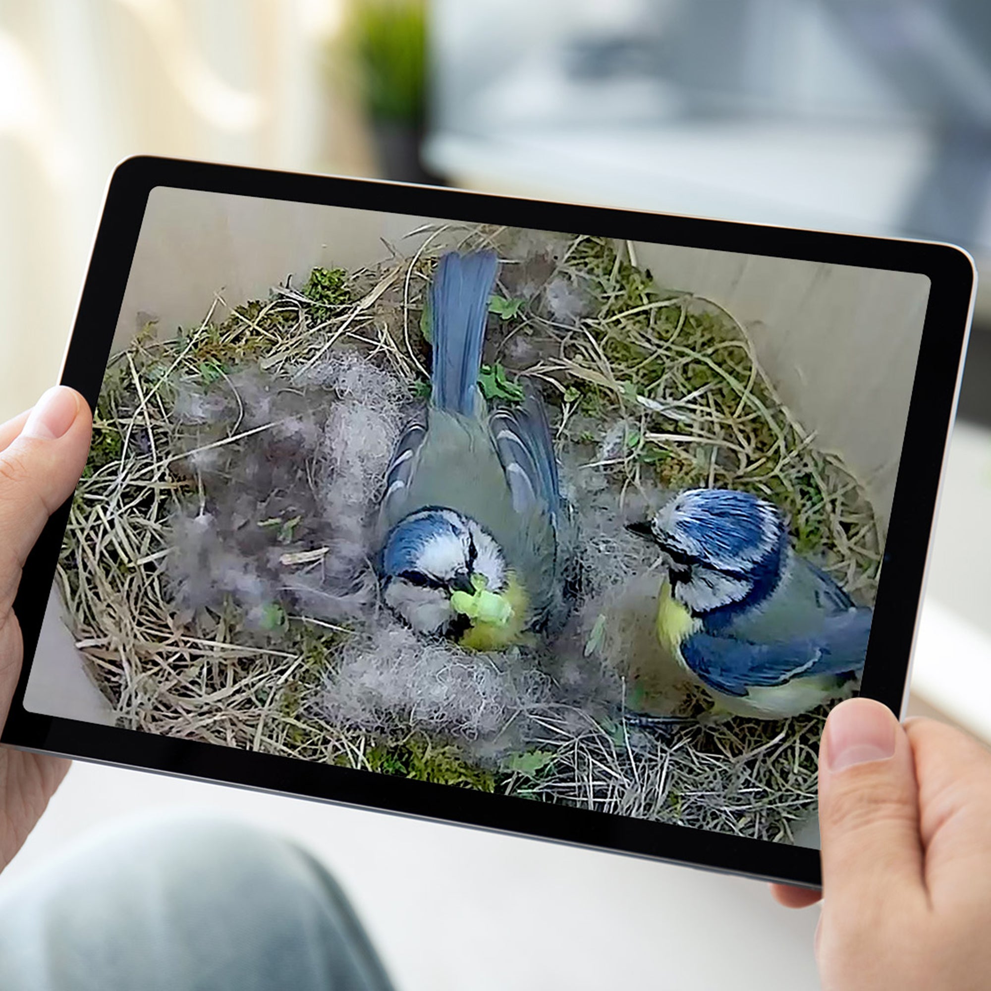 WiFi Bird Box & Wildlife Habitat HD Camera