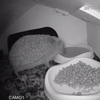 WiFi Hedgehog Box HD Camera Pack
