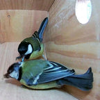 WiFi Side View Bird Box Camera Complete Pack