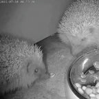 Wired Network Hedgehog Box HD Camera Pack (2nd Gen)