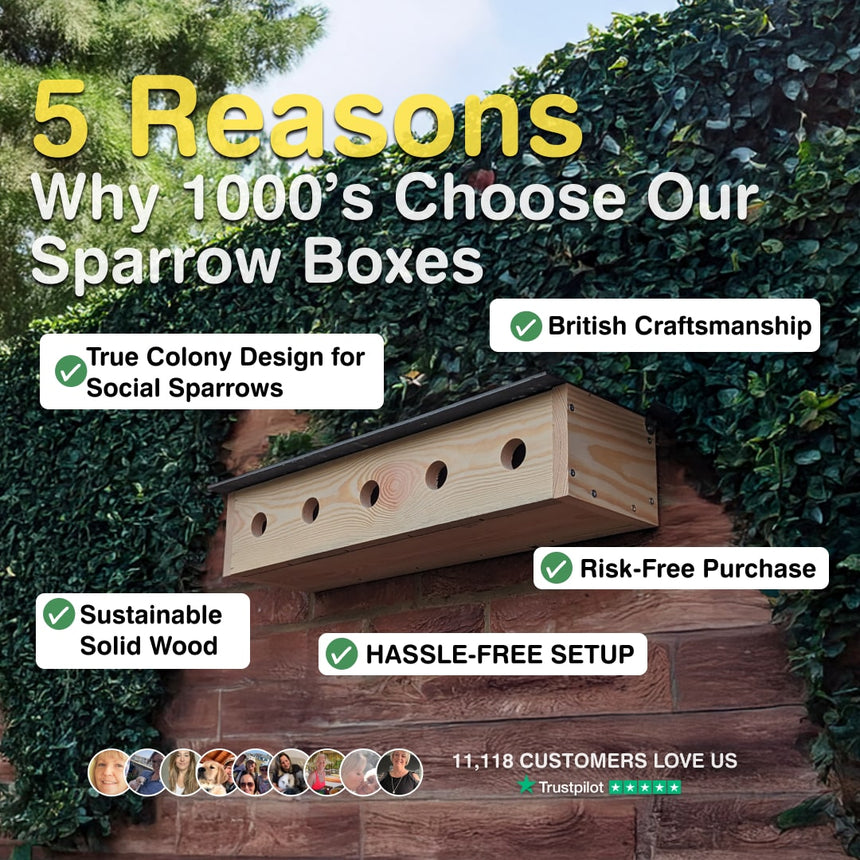 Sparrow box with text listing reasons why people choose it, set against a natural background.