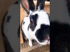 5ft Chartwell Single Luxury Rabbit Hutch