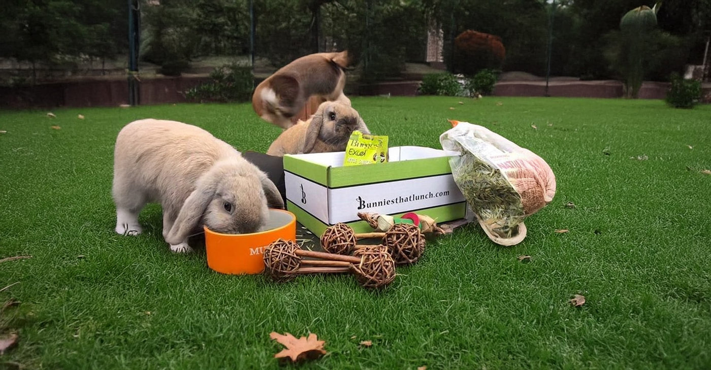 Three rabbits with a box and pet supplies on grass