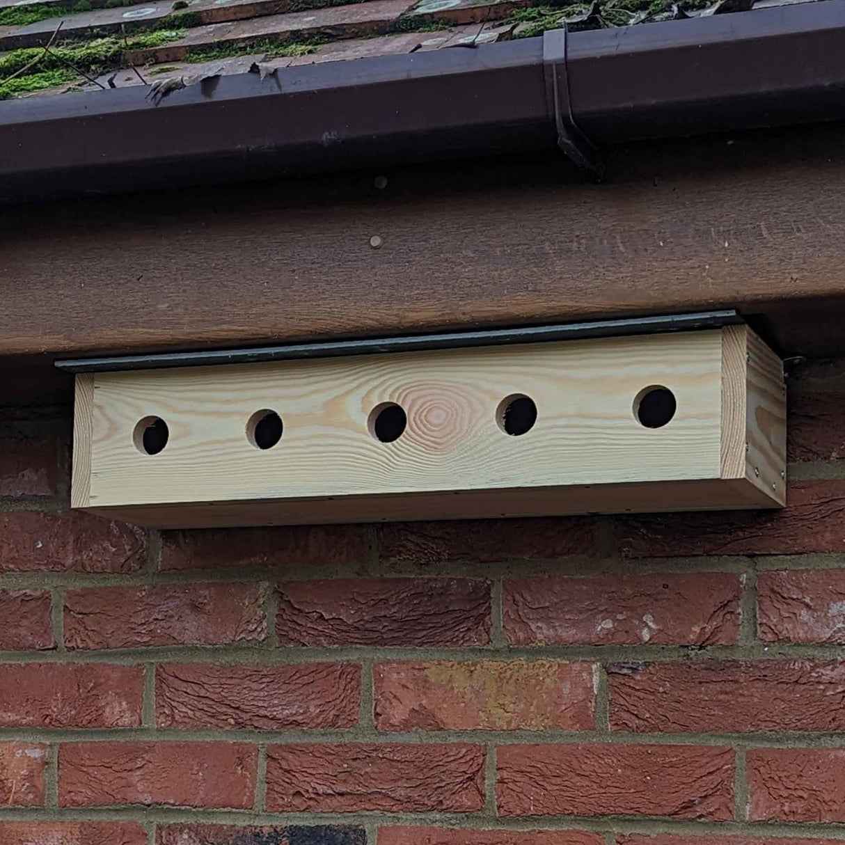 Sparrow Colony Nesting Box with SIG® Slate Roof - Home & Roost