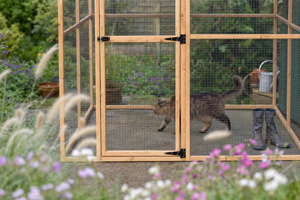 A cat exploring inside the Wingham catio, shot low through a soft garden foreground, in a real British garden