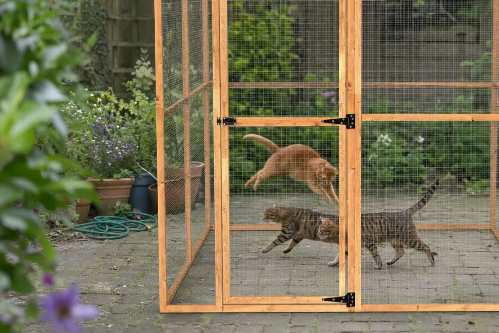 Two cats playing inside the Wingham catio, seen through the mesh, in a real lived-in British garden