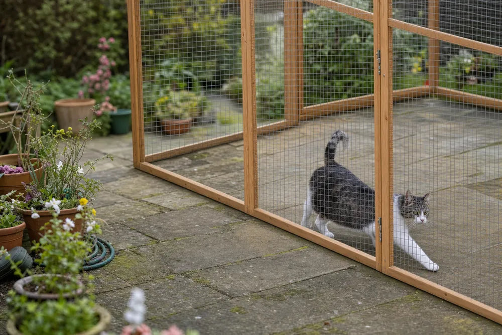 A cat exploring inside a large Wingham catio that runs out of frame, in a real lived-in British garden