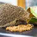 Brambles Crunchy hedgehog food 100g pouch, free gift