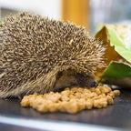 Brambles Crunchy Hedgehog Food | 2kg & 900g Available - Home & Roost