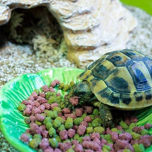 Komodo Tortoise Diet Food | Fruit &amp; Flower - Home & Roost