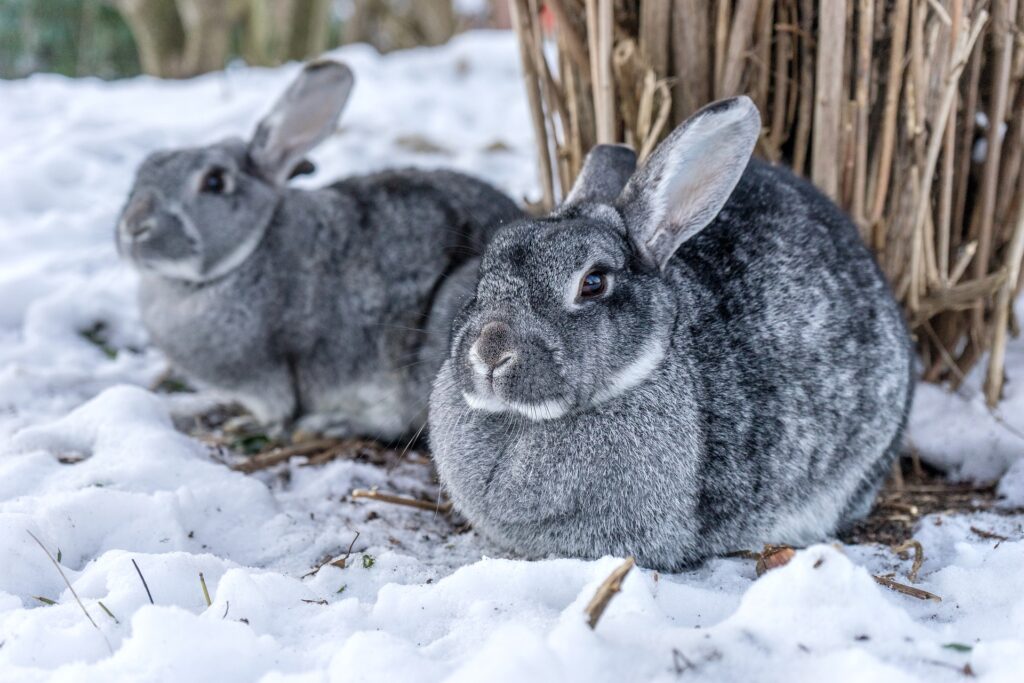 Two gray rabbits sitting side by side together in the snow.