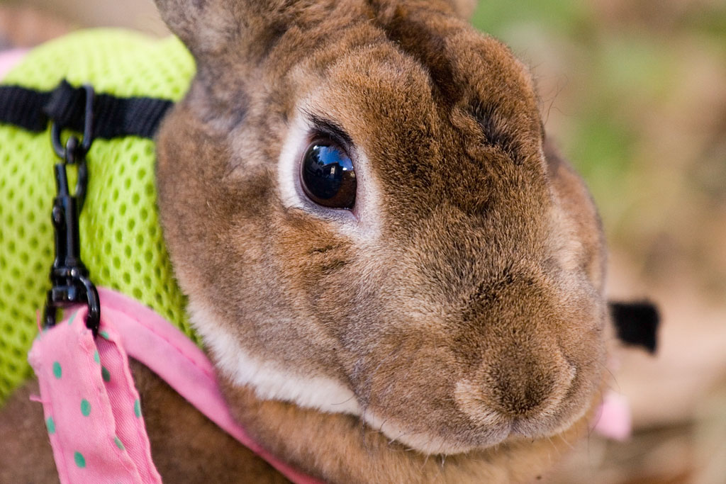 Close-up of a brown rabbit's face. The green harness is visible in the background.