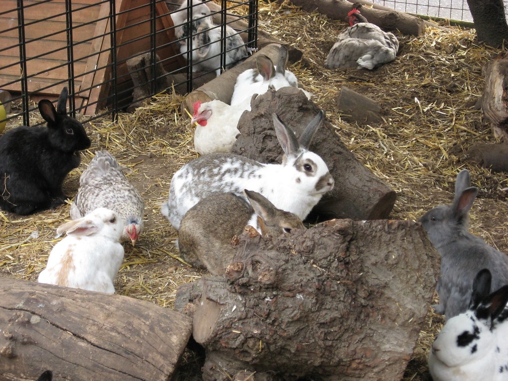 Rabbits and chickens together in a shared enclosure.