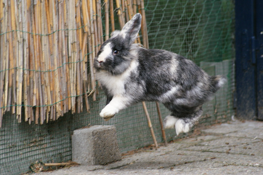 A grey and white bunny is doing a binky jump.