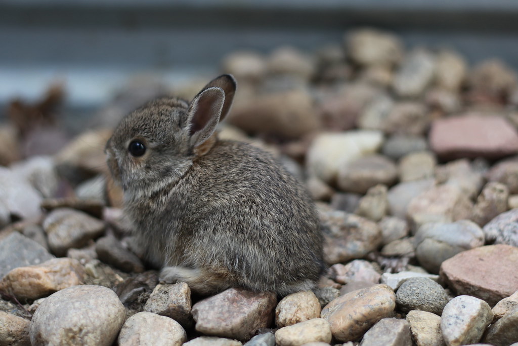 A baby gray bunny sitting outside on pebbles.