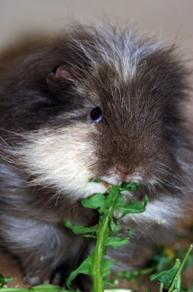 A grey and white Teddy guinea pig, facing forward and nibbling on greens.