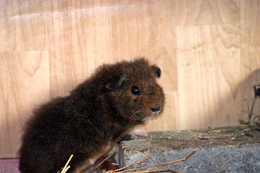 A dark brown Rex guinea pig, facing to the right.