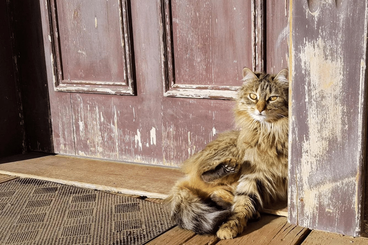 Stray Cat Visiting? What Does It Mean And What Should You Do? | Home & Roost