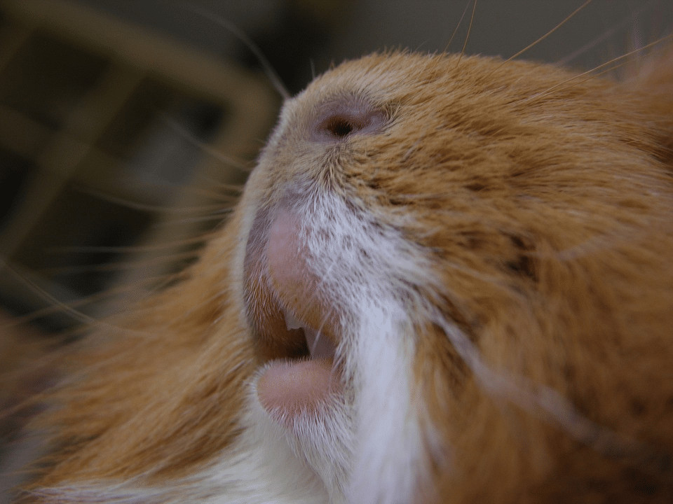 guinea pig eye infections