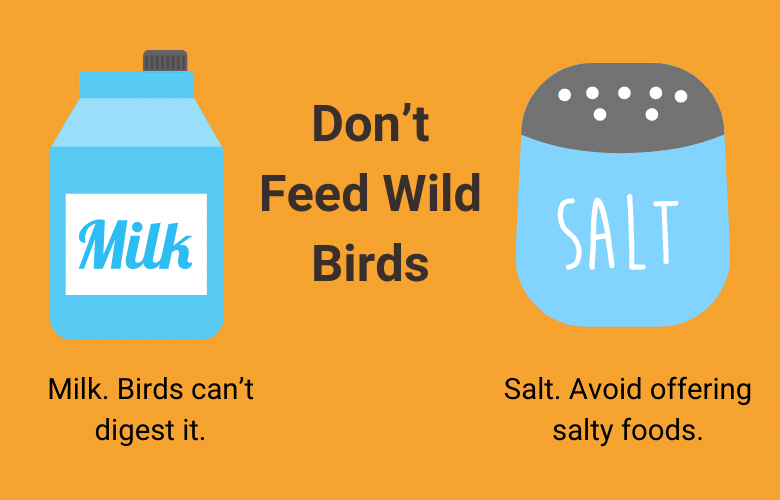 What not to feed wild birds
